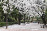 봄이 왔어요! 성남 벚꽃길 팔경
