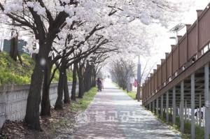 증평군의 봄 내음 가득한 벚꽃길 3선