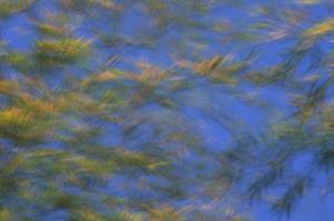 담양군, 대나무 사진가 라규채, 미국 뉴욕전시