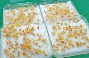 담양군, ‘대숲맑은 담양쌀’ 볍씨 순도(純度) 검사