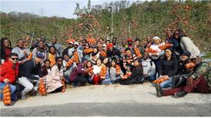 240여명의 대구시민 사과수확 체험 참여