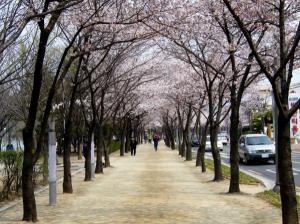 [포토뉴스]‘대구 대표 벚꽃길 15개소’