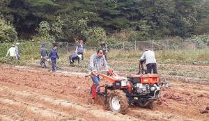 하동 농촌지도자, 공동과제포 고구마 수확