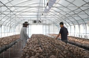 천안 버섯농가, ‘열매마표고버섯’ 2년 연구 결실