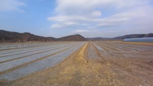 안동시농업기술센터, 마늘·양파 겨울가뭄 심각