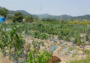 목포시, ‘전원마을’삼향동, 주말농장 참가자 모집