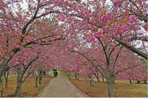 겹벚꽃 성지 ‘경주불국공원’을 아시나요?