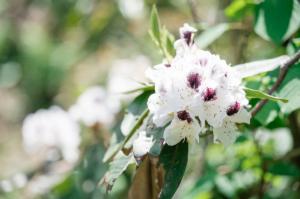 청양군 고운식물원 ‘팥배나무 군락의 꽃 춤사위’만개
