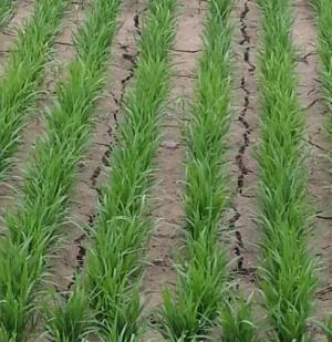 청양군 고품질 쌀 생산 및 재해예방을 위한 중간물떼기 당부