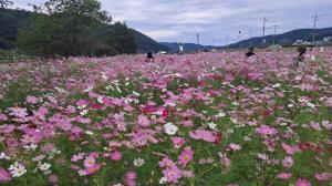 하동, 북천 코스모스·메밀꽃 축제 지역경제 활성화 기여