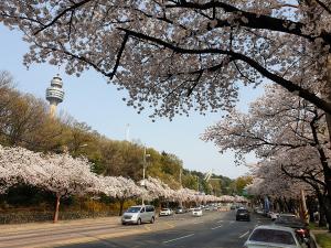 대구시, 벚꽃 내음 가득한 도심, 봄내음길으로의 여행
