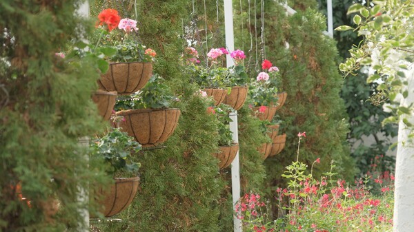 제라늄./국립세종수목원