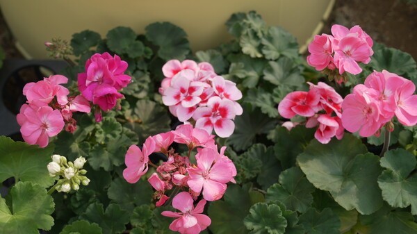 제라늄./국립세종수목원