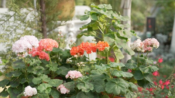 제라늄./국립세종수목원