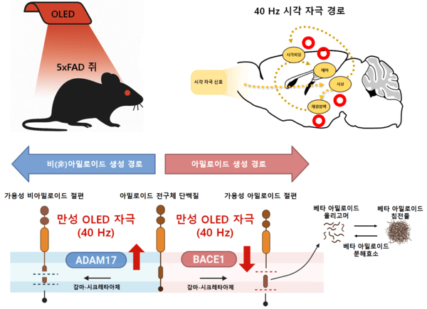 적색 OLED 로 신경 세포를 자극 알츠하이머 실험용 쥐의 아밀로이드 베타의 줄이는 기전. /KAIST