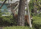 청주 중흥아파트 ‘꽃사슴 출몰’…119 포획 못 해